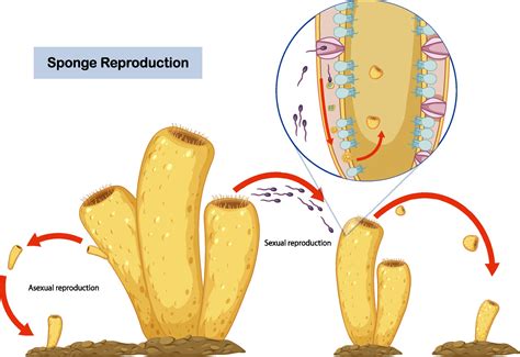 Sponges Reproduce Asexually By | Outstanding Trivia