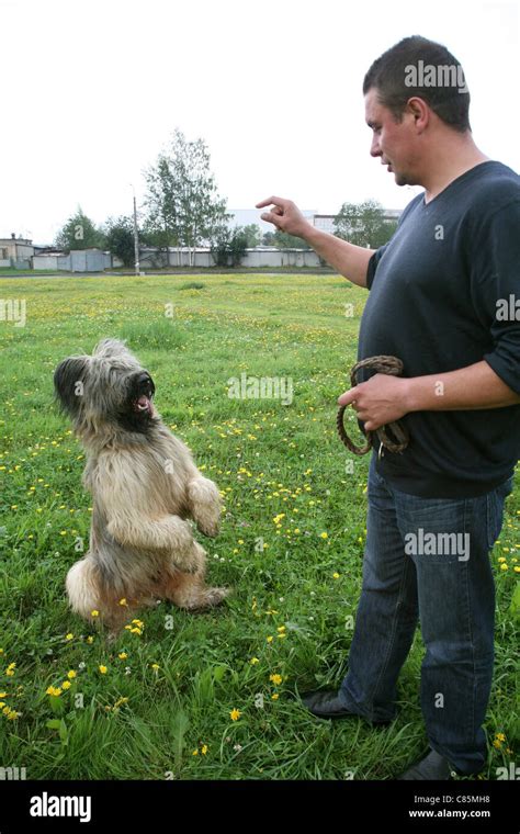 Dog training. Briard Stock Photo - Alamy