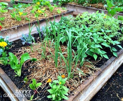 Growing rice in my backyard vegetable garden | Growing rice, Backyard ...