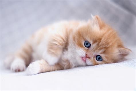 Best Cute Kitten Wallpaper No 5 of 10 - HD Wallpapers | Wallpapers ...