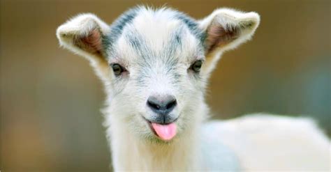 What’s a Baby Goat Called + 4 More Amazing Facts! - A-Z Animals