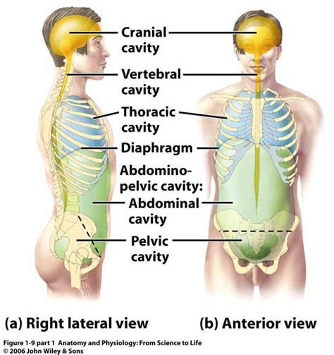 Ventral Body Cavity Diagram