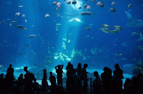 8 Must-Visit Aquarium In Manhattan New York