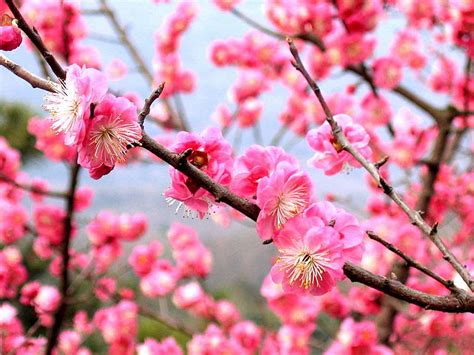 Halcyon Days: Ume Apricot Tree Blooming in January