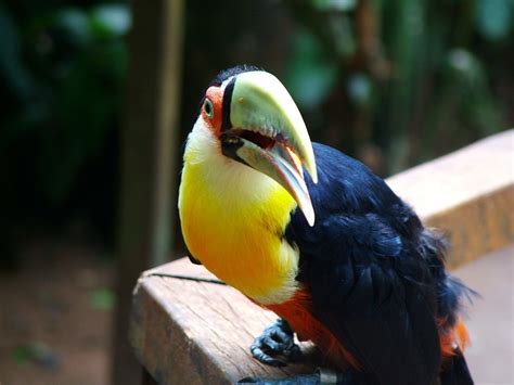 Brazilian Toucan Free Photo Download | FreeImages