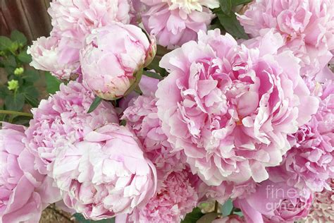 Bouquet Of Pink Peonies - Garden Peonies - Pink Shabby Chic Peony ...