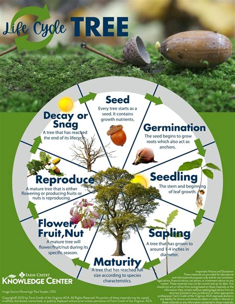 Lifecycle of a Tree | Farm Credit of the Virginias