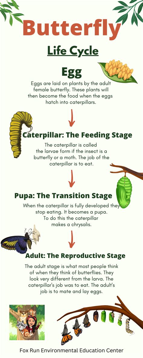 Butterfly Life Cycle — Fox Run Environmental Education Center