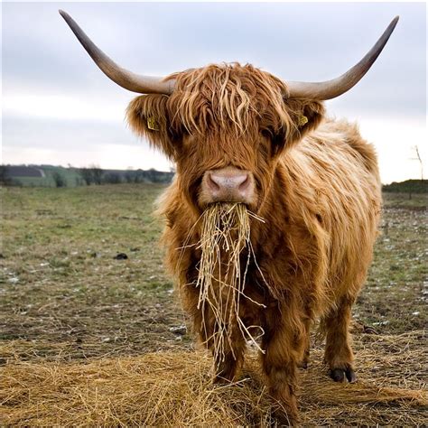 Highland cattle - Alchetron, The Free Social Encyclopedia