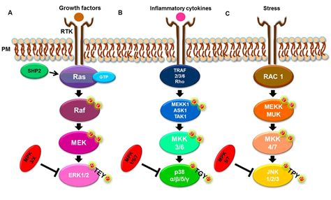 Frontiers | The Mitogen-Activated Protein Kinase (MAPK) Pathway: Role ...