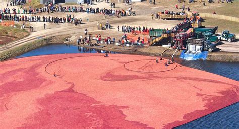 Check Out the 13th Annual Cranberry Harvest Festival