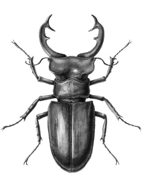 Stag Beetle by elizabethnixon on DeviantArt