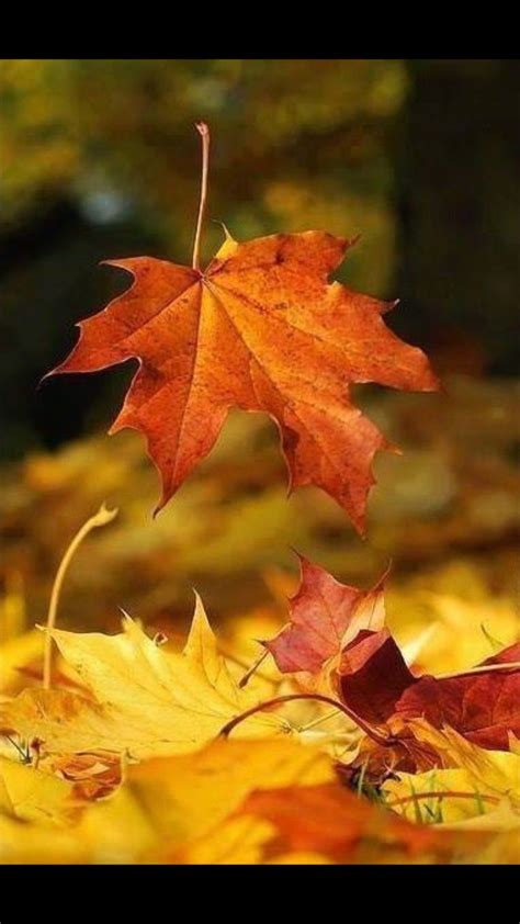 Pin by Antonia Trujillo on Hojas de otoño | Autumn leaves, Leaves, Plants