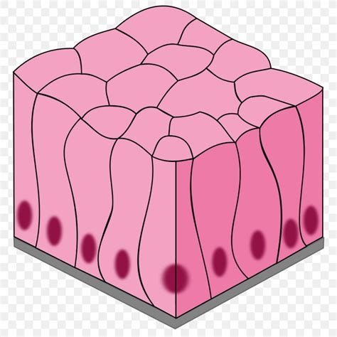 Simple Columnar Epithelium Simple Squamous Epithelium Stratified ...