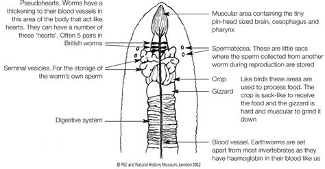 Earthworm Simple External Anatomy