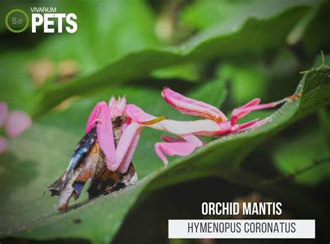 Hymenopus Coronatus: Complete Orchid Mantis Care Guide