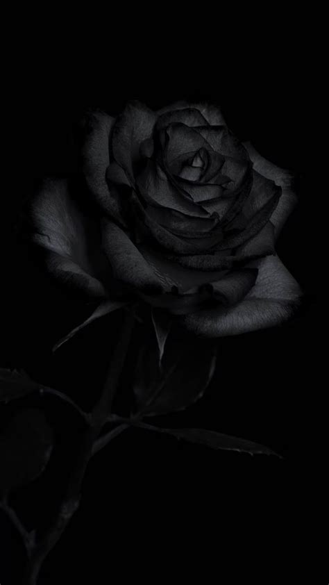 Black Rose Wallpaper - iXpap | Black roses wallpaper, Black flowers ...