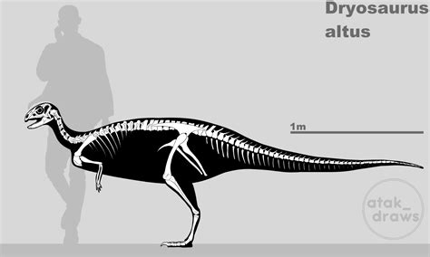 Dryosaurus altus skeletal reconstrution : r/Paleontology