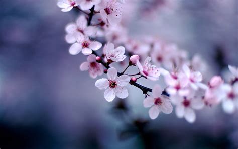 1366x768px, 720P free download | Flowers, nature, flowers, HD wallpaper ...