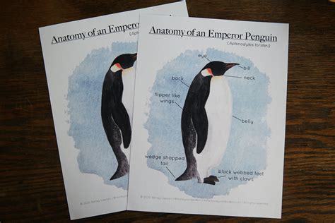 Emperor Penguin Anatomy Polar Educational Printable - Etsy España