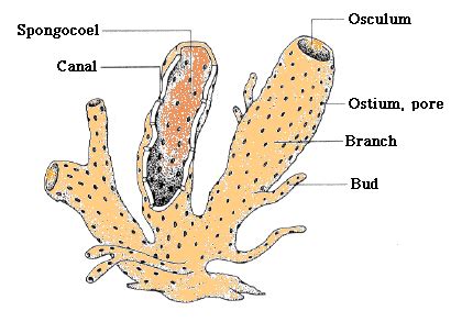 Structure of a Sponge | Biology, Science diagrams, Biology notes