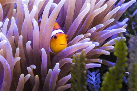 Clown Fish Hd Wallpaper - Coral Reef Fish (#1488519) - HD Wallpaper ...