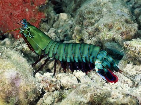 Green shrimp, creature, sea, underwater, nature HD wallpaper ...