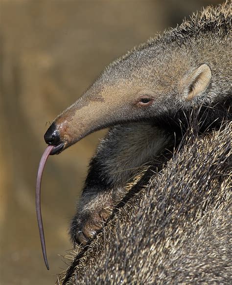 Spiny Anteater Range