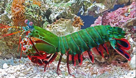 🔥 The Mantis Shrimp: the ocean’s coolest predator. : r/NatureIsFuckingLit