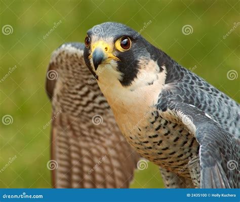 Peregrine Falcon Spread Wings Stock Photo - Image: 2435100