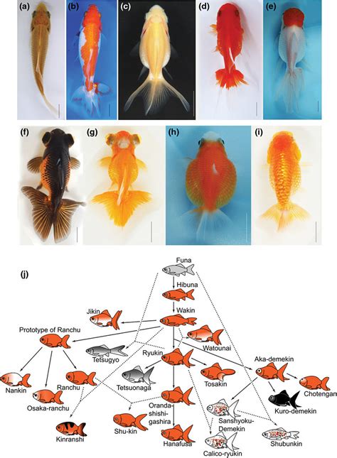 Goldfish Diagram