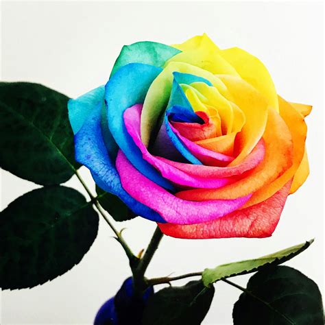 Free stock photo of bright colours, flower, multi coloured