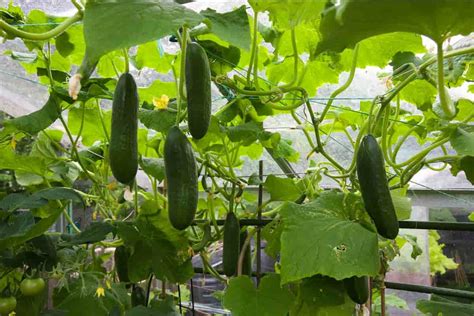 cucumber harvest time from seed - Arad Branding