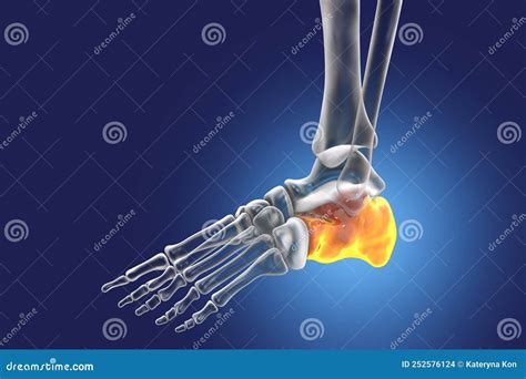 Human Foot Anatomy. Calcaneus Bone Of The Foot Stock Illustration ...