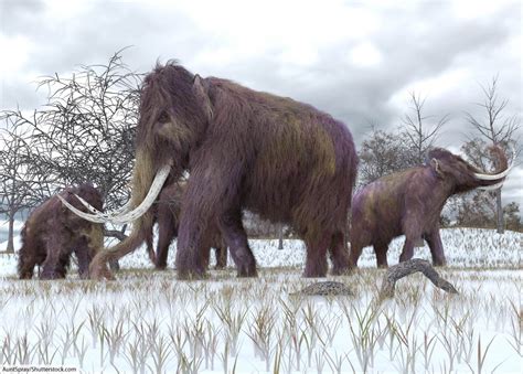 Woolly Mammoth Facts For Kids & Adults: Meet A Famous Ice Age Animal