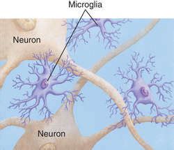 Microglia cells | definition of microglia cells by Medical dictionary