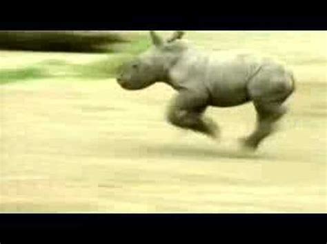 Run Rhino Run - YouTube