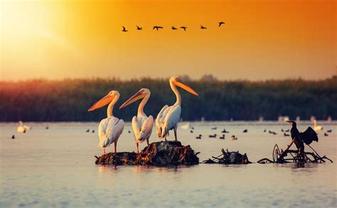 Bird watching in the Danube Delta tour - Crafted Tours Romania