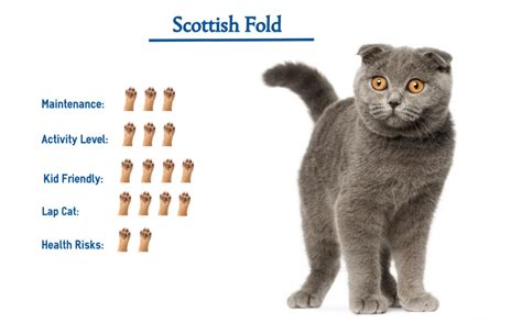 Scottish Fold Cat Breed… Everything You Need to Know at a Glance!