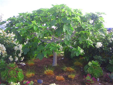 Dwarf fig tree in Corona del Mar, CA. Photo by Myriam B. Mahiques, July ...