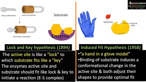 Lock and Key Enzyme - Virginia Dickens