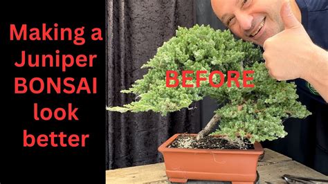 How to make a juniper BONSAI look better Improving and transforming ...