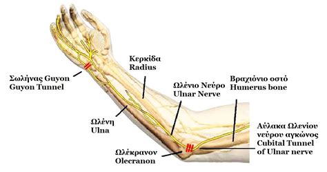 File:Anatomy of Ulnar nerve.JPG - Wikipedia