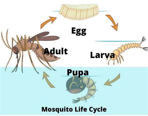 Life Cycle Of A Mosquito Stages