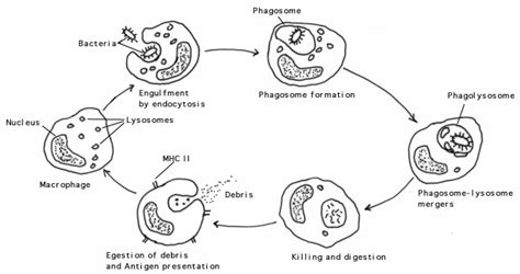 Phagocytosis or Phagocytic barrier of immune system - Online Biology Notes