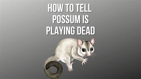 How to Tell If a Possum is Playing Dead - Zeke Adventure Blog