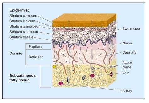 Layers | Skin anatomy, Layers of skin, Anatomy