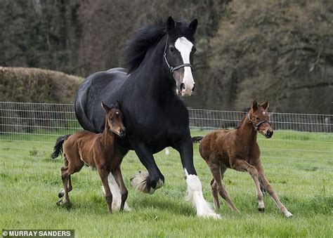 Shire horse Sammy adopted two thoroughbred foals after losing her baby ...