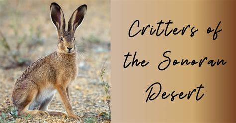 Critters of the Sonoran Desert | CC Sunscreen