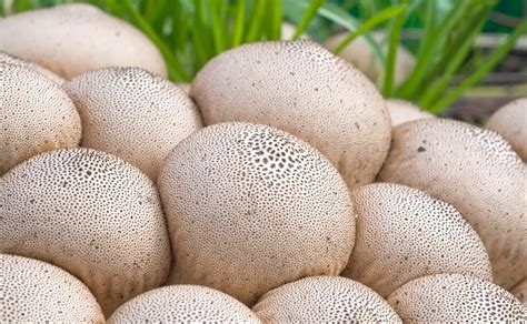 Giant Puffball | Premium Spores